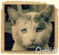������ ��� cheshir